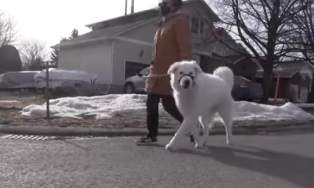 Σκύλος σταματά αυτοκίνητο για να σώσει την ιδιοκτήτριά του